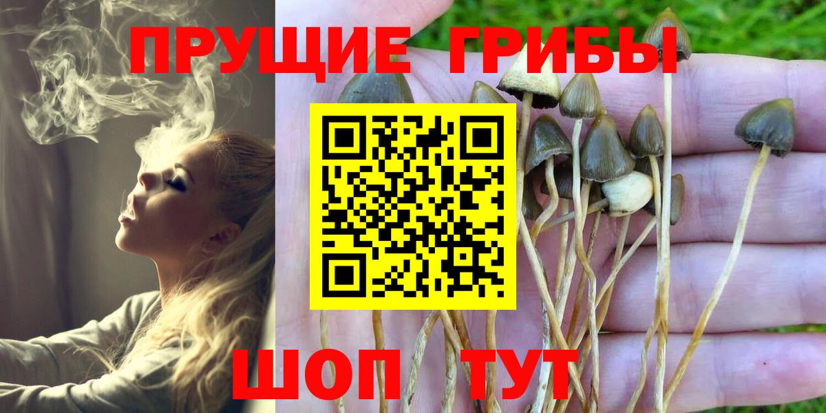 Галлюциногенные грибы Psilocybine cubensis Волжск